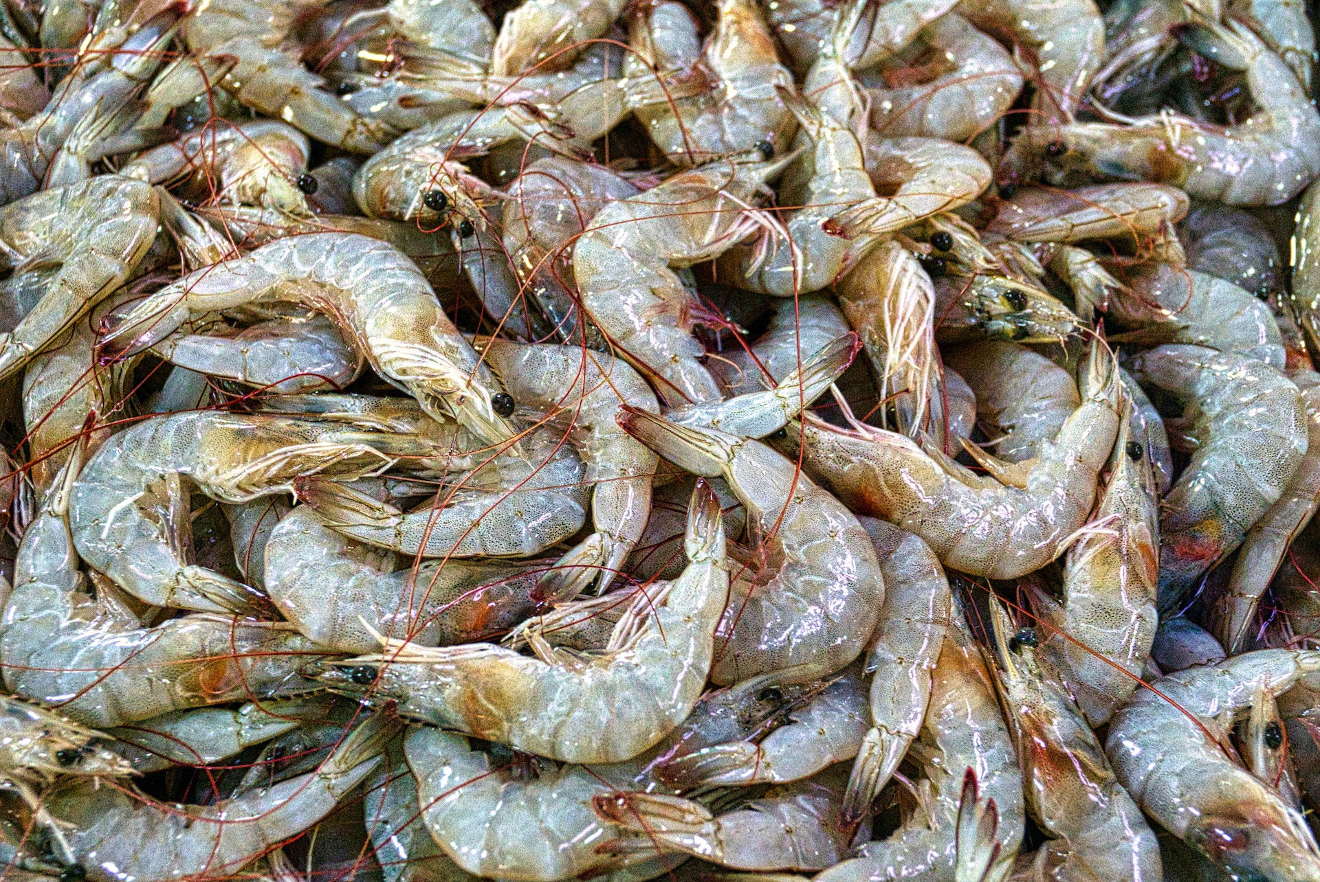 Prawns 桌布 壁紙 — 新鮮生蝦堆疊在一起的近距離特寫，顯示半透明的蝦殼和精緻的紅色觸鬚。