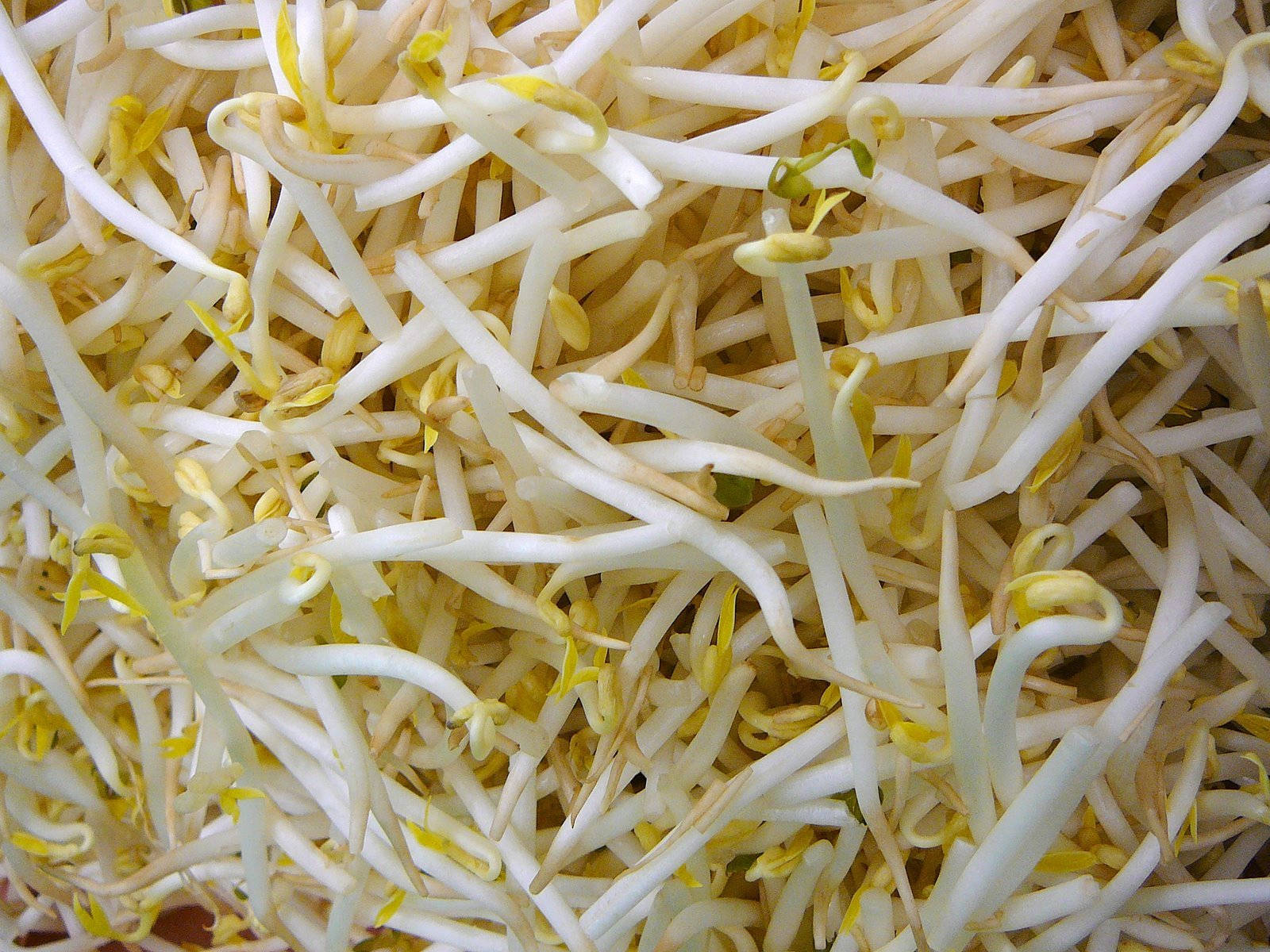 beans 桌布 壁紙 — 新鮮白色和黃色豆芽的特寫，帶有纖細彎曲的莖和微小的綠色尖端。
