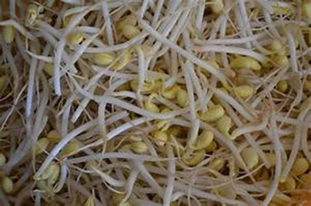beans 桌布 壁紙 — 新鮮白色豆芽的特寫，黃色種子頭纏繞在密集的一堆中。