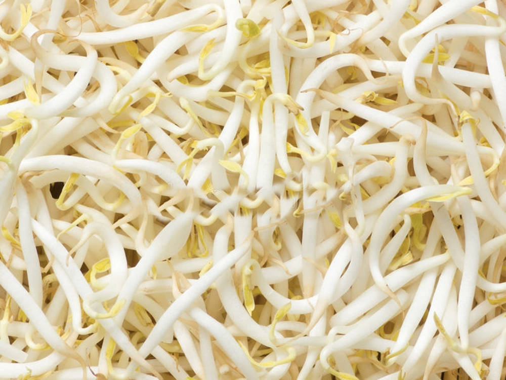 beans 桌布 壁紙 — 新鮮白豆芽嫩黃頂端緊密堆疊的特寫。