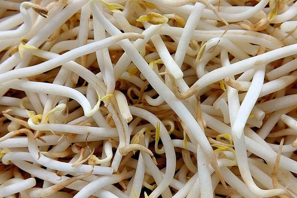 beans 桌布 壁紙 — 新鮮白豆芽的特寫，帶有細膩的黃色尖端，纏繞成密集的一堆。