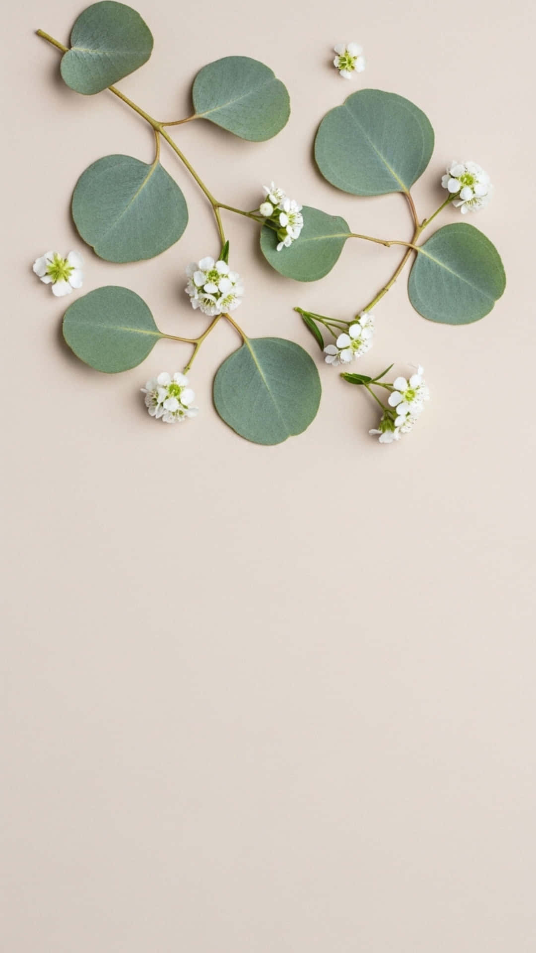 Flowers Background with Blooming Garden, Soft Petals and Green Leaves 壁紙 — 新鮮的尤加利樹枝，帶有圓形綠葉和精緻的白花，排列在柔軟的米色背景上。