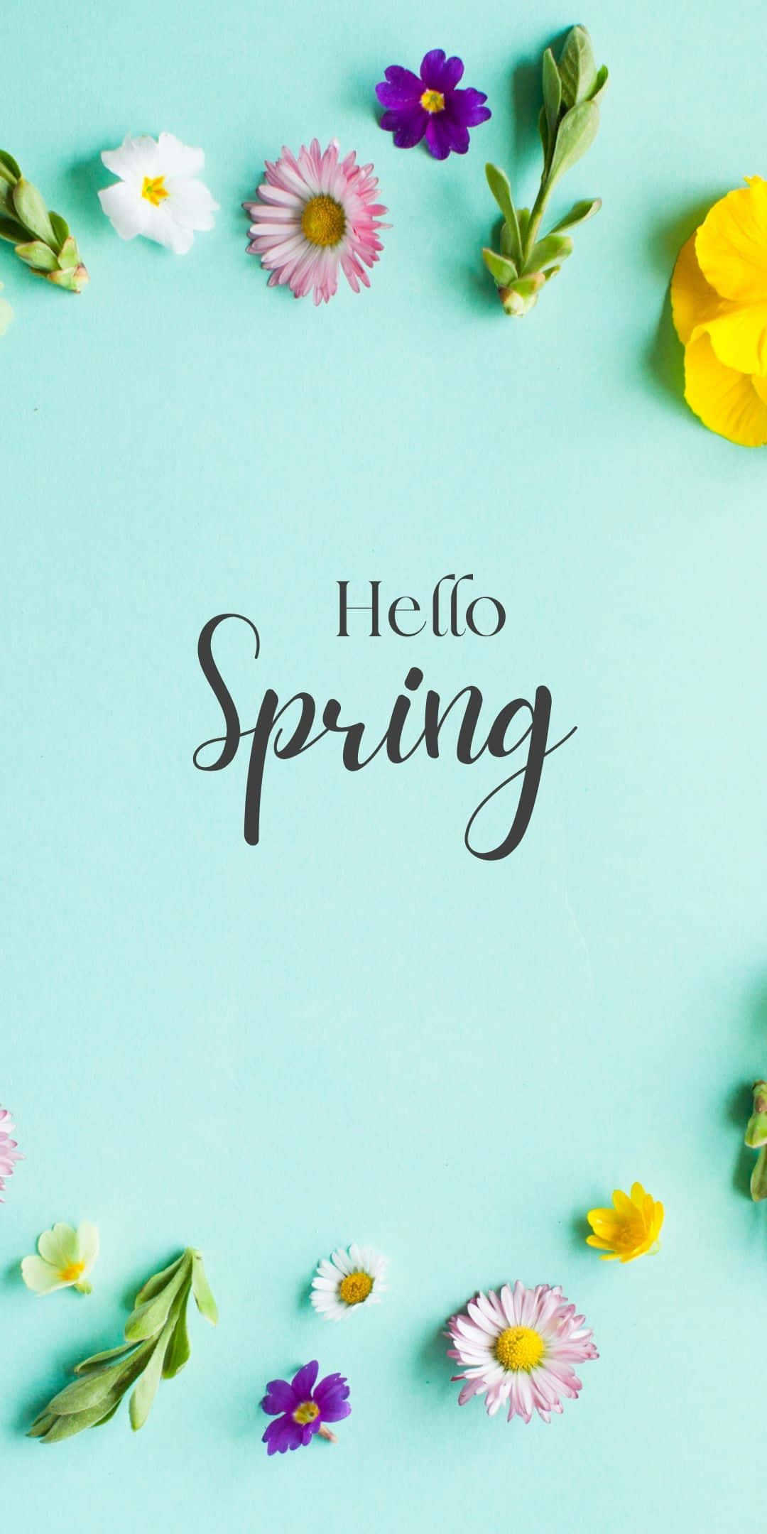 Best Spring 桌布 壁紙 — 新鮮的春天花朵以白色、粉紅色和紫色圍繞著一個藍綠色背景，並帶有優雅的手寫文字Hello Spring。