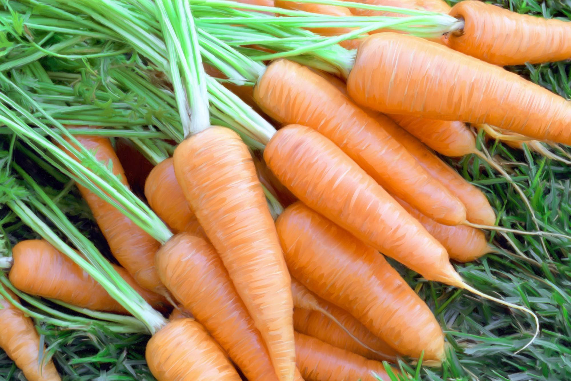Healthy Food 桌布 壁紙 — 新鮮的橙色胡蘿蔔帶有綠色頂部，堆疊在充滿活力的綠色草地上，在明亮的陽光下。