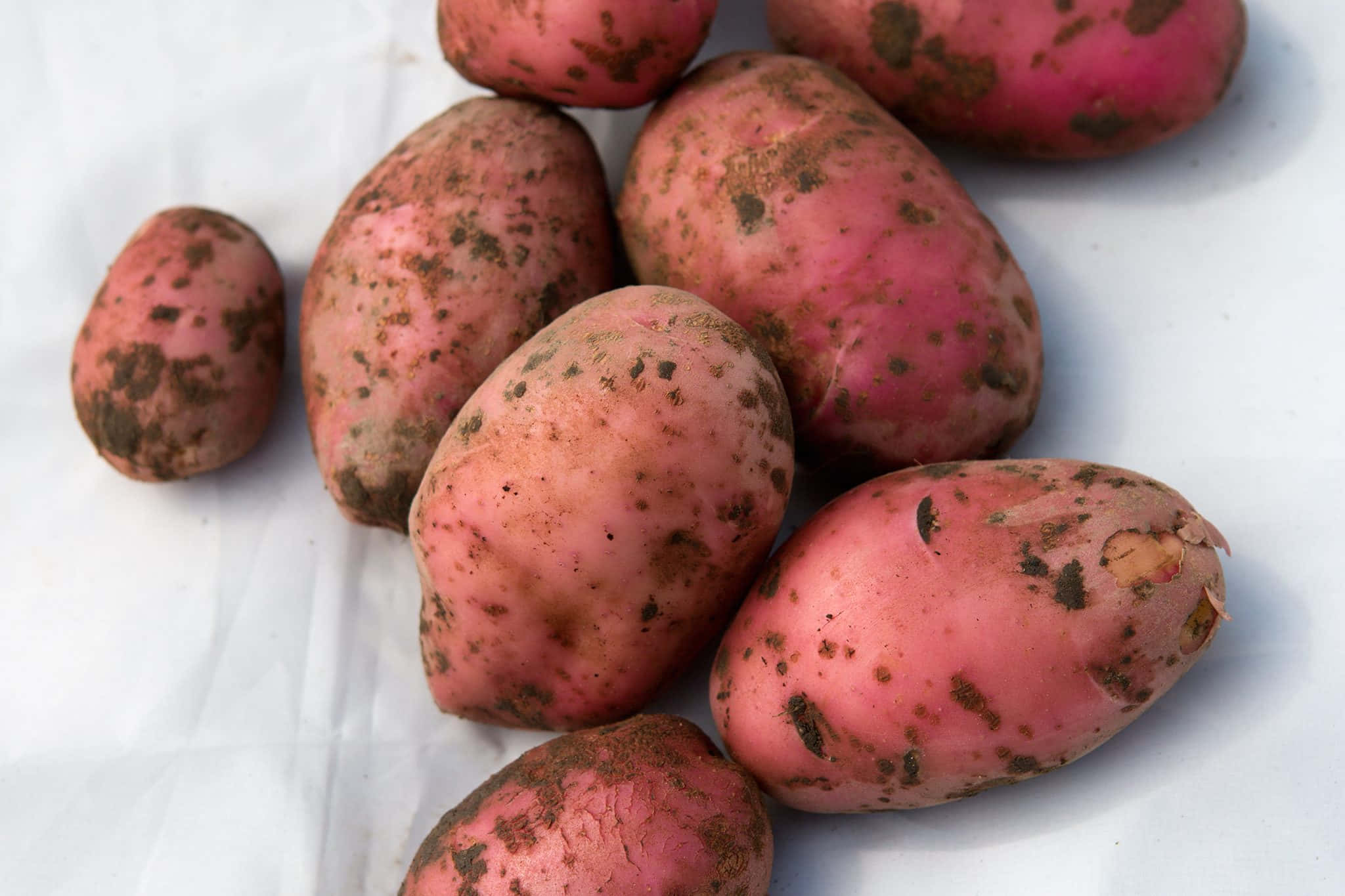 Red Potatoes 桌布 壁紙 — 新鮮的粉紅色皮馬鈴薯帶有泥土污點，在明亮燈光下放在白色布上。