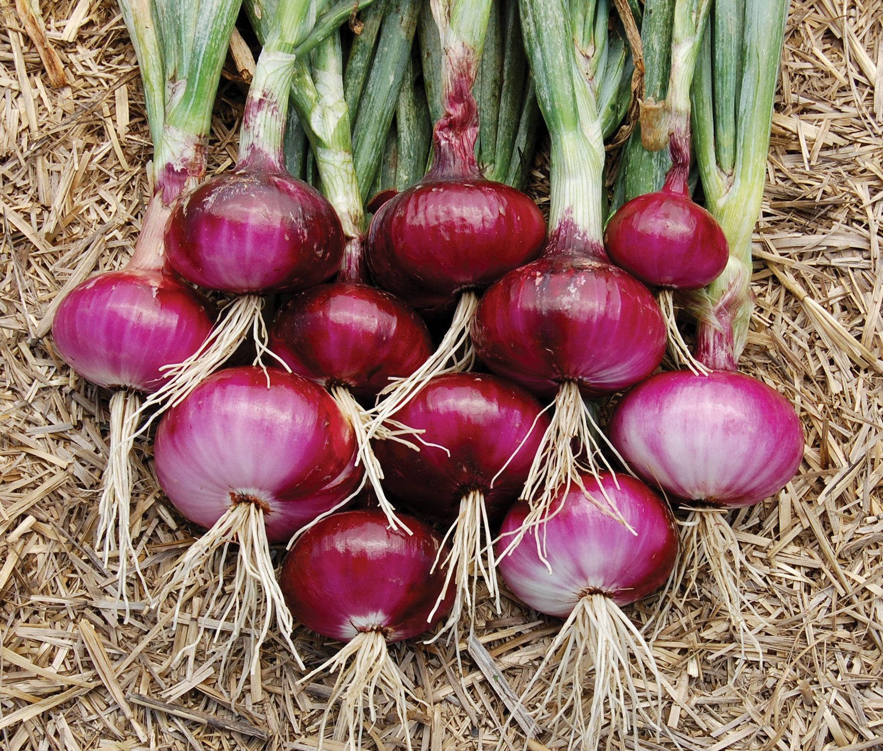 Onion 桌布 壁紙 — 新鮮的紅洋蔥，帶有綠色莖和白色根部，放在稻草床上。