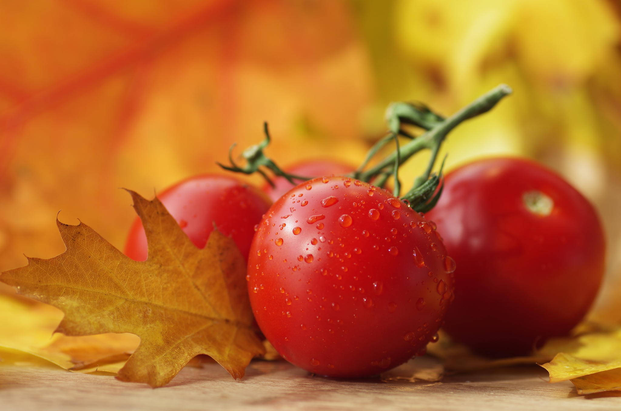 Fruits 桌布 壁紙 — 新鮮的紅色櫻桃番茄在木質表面上，旁邊有一片金色的楓葉，閃爍著露珠。