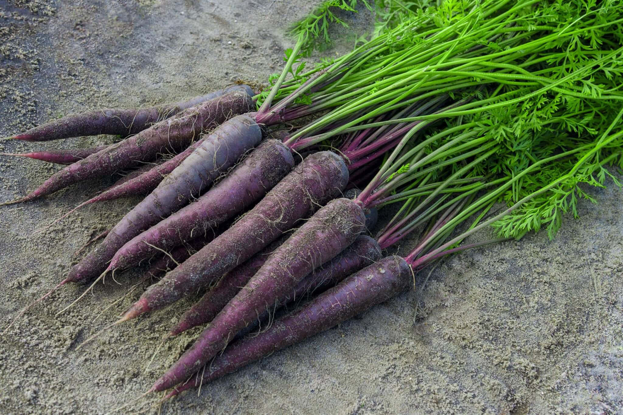 Purple Carrots 桌布 壁紙 — 新鮮的紫色胡蘿蔔帶著鮮綠的葉子，放在粗糙的泥土上，根部仍緊抓著泥土。