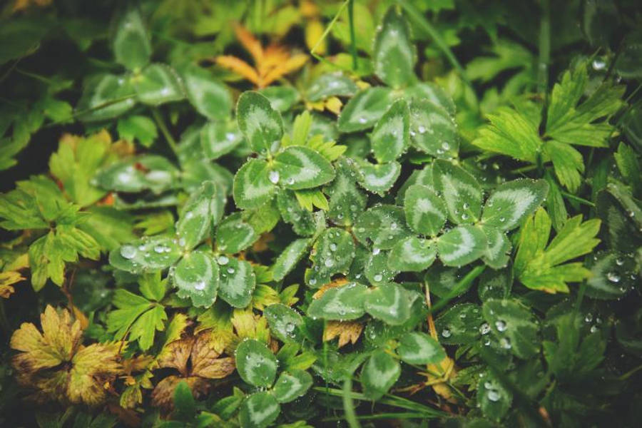 Greenery 桌布 壁紙 — 新鮮的綠色三葉草葉子在潮濕的森林地面上，在一片泛黃的樹葉中閃爍著露珠。