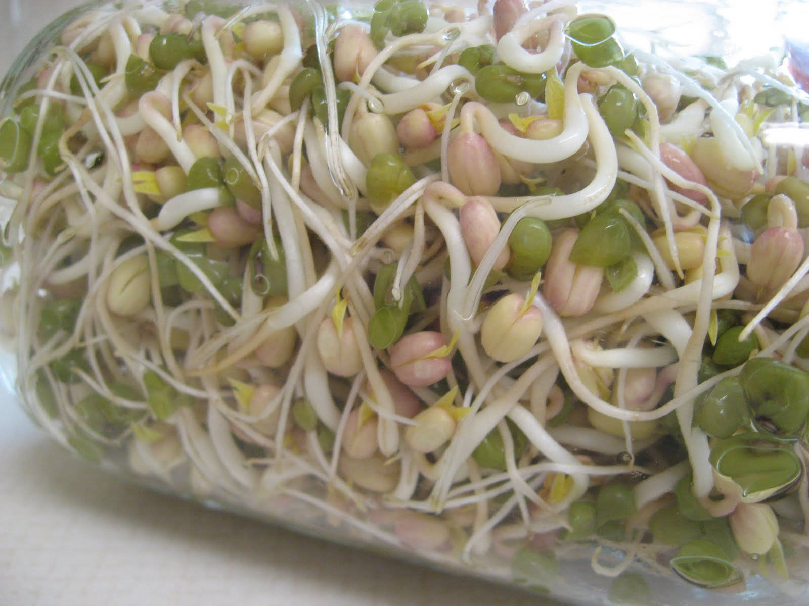 beans 桌布 壁紙 — 新鮮的綠色和粉紅色豆芽在透明塑膠容器中閃閃發光，水滴附著在它們纖細的莖上。