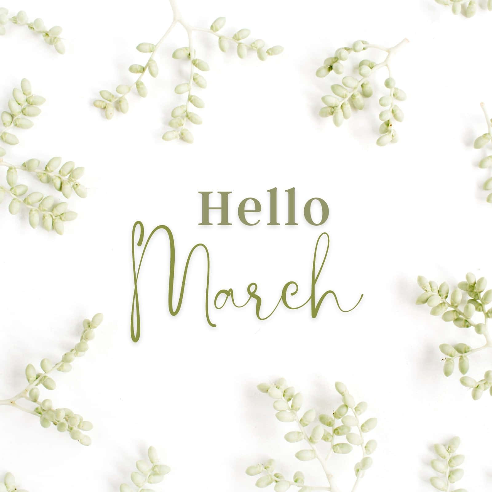 Hello March 桌布 壁紙 — 新鮮的綠色多肉植物小枝圍繞著優雅的橄欖色手寫文字，在潔白的背景上寫著「你好三月」。