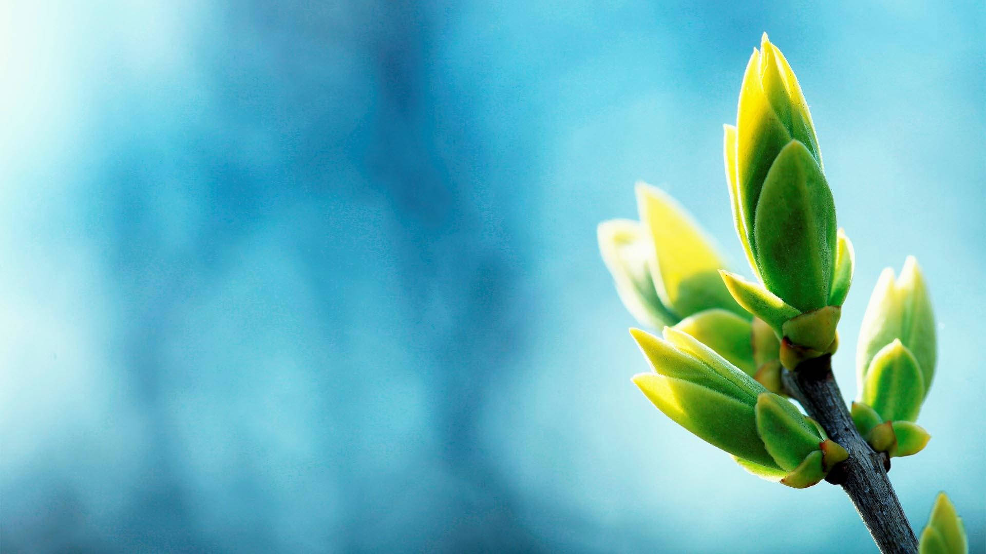 Calming 桌布 壁紙 — 新鮮的綠色嫩芽從深色樹枝上綻放，背景是柔和的藍色模糊。