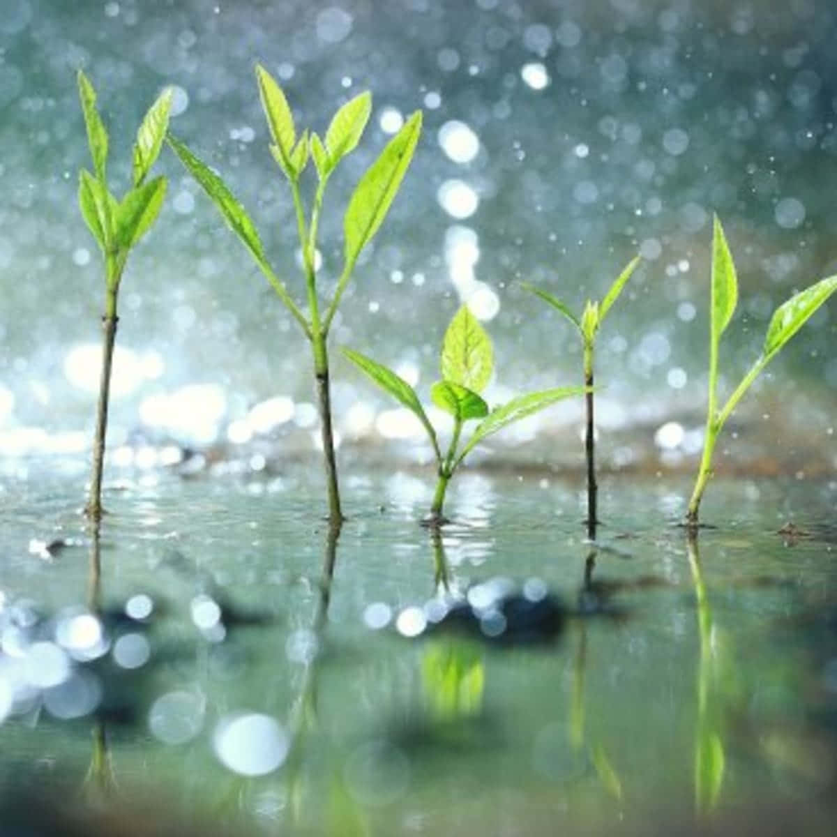 下雨 桌布 壁紙 — 新鮮的綠色幼苗從淺水中冒出，在柔和的雨下，帶有閃爍的水滴和模糊的背景散景。