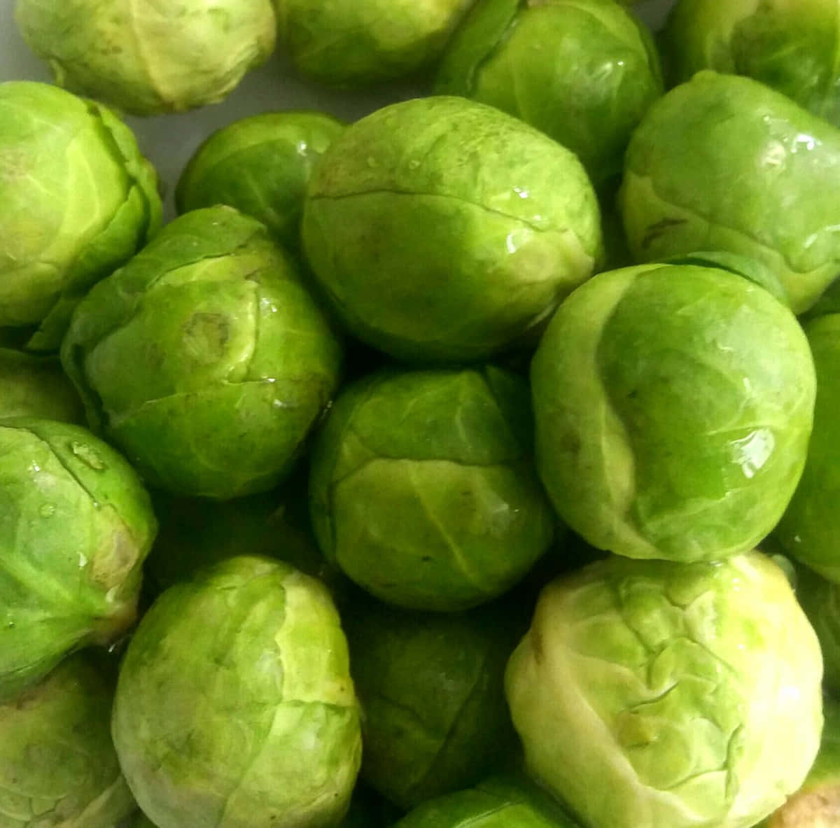 Brussel Sprout 桌布 壁紙 — 新鮮的綠色抱子甘藍在特寫照片中閃爍著水珠。
