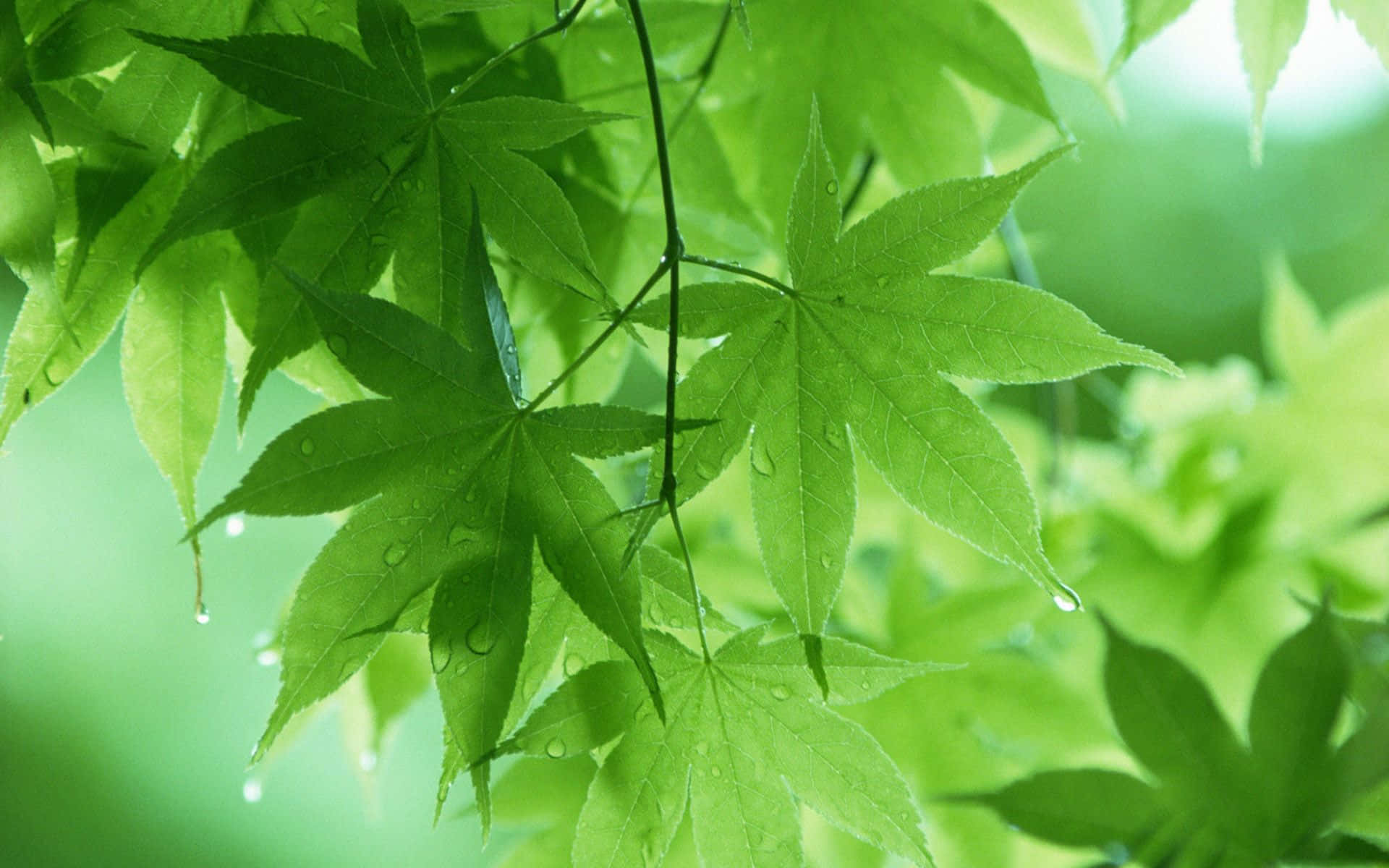 葉子 桌布 壁紙 — 新鮮的綠色楓葉在柔和模糊的森林背景下閃爍著露珠。