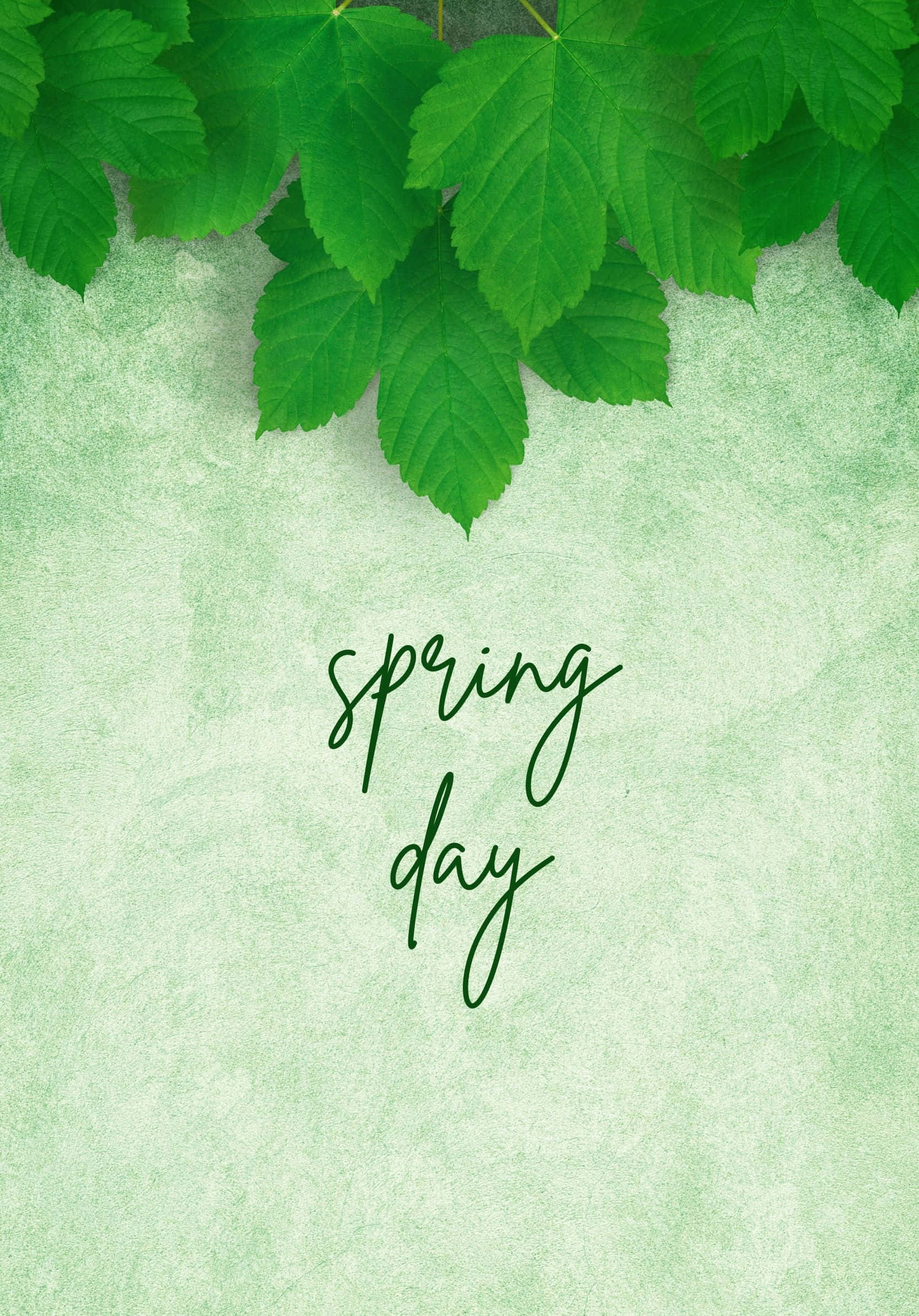 Best Spring 桌布 壁紙 — 新鮮的綠色楓葉框住有紋理的薄荷色背景頂部，優雅的手寫文字寫著春日。
