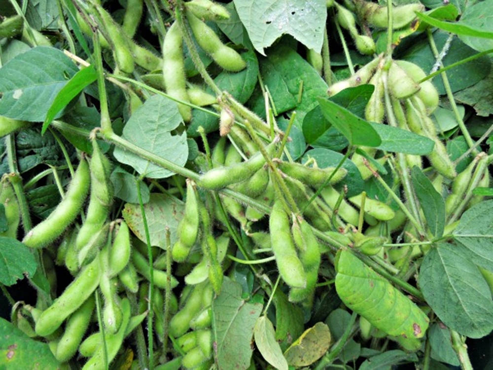 Vegetables 桌布 壁紙 — 新鮮的綠色毛豆莢依偎在茂密的葉子中，在充滿活力的花園特寫中。