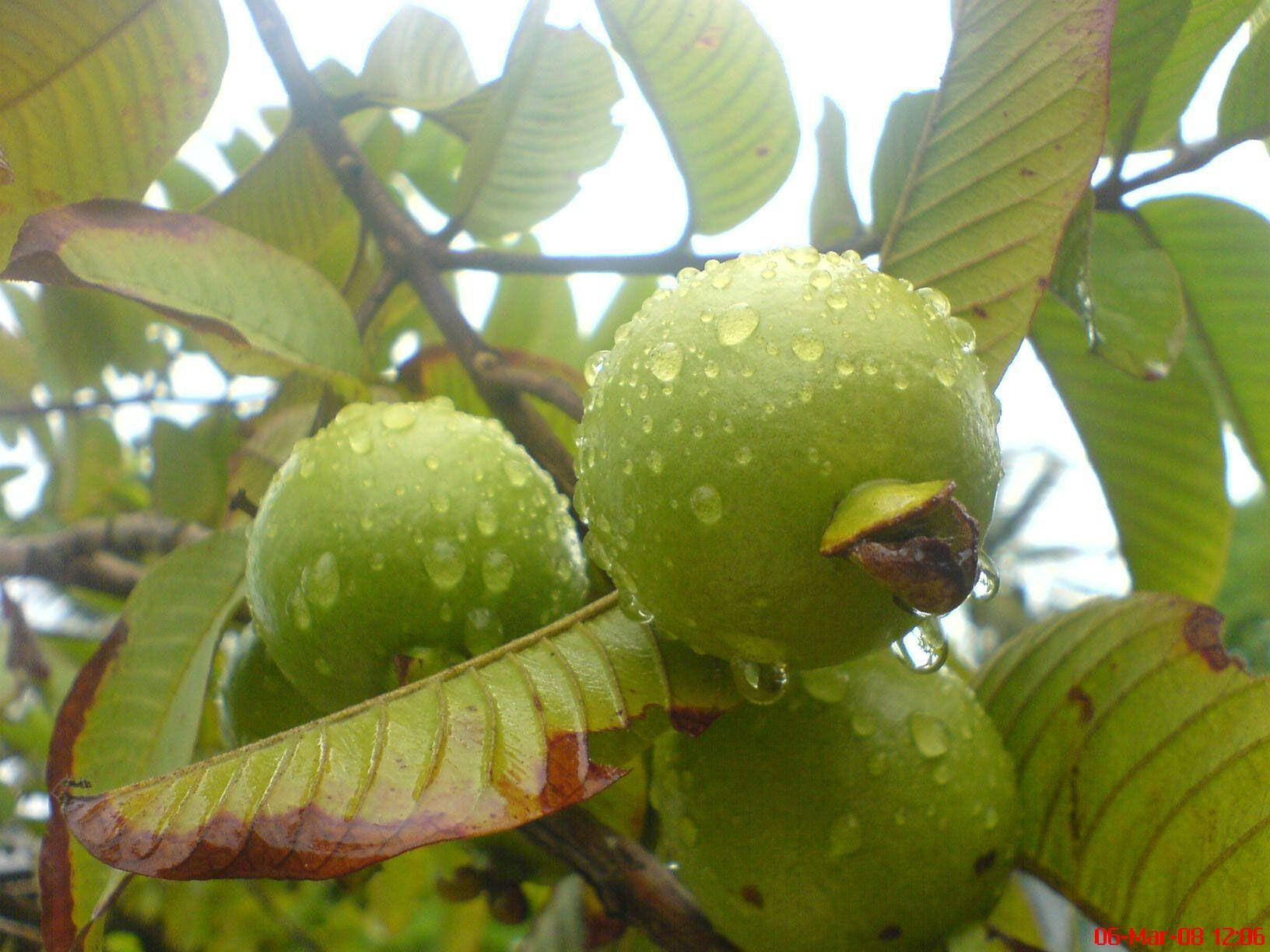 Fruit 桌布 壁紙 — 新鮮的綠色芭樂在柔和日光下，樹枝上的葉子掛著露珠閃閃發光。