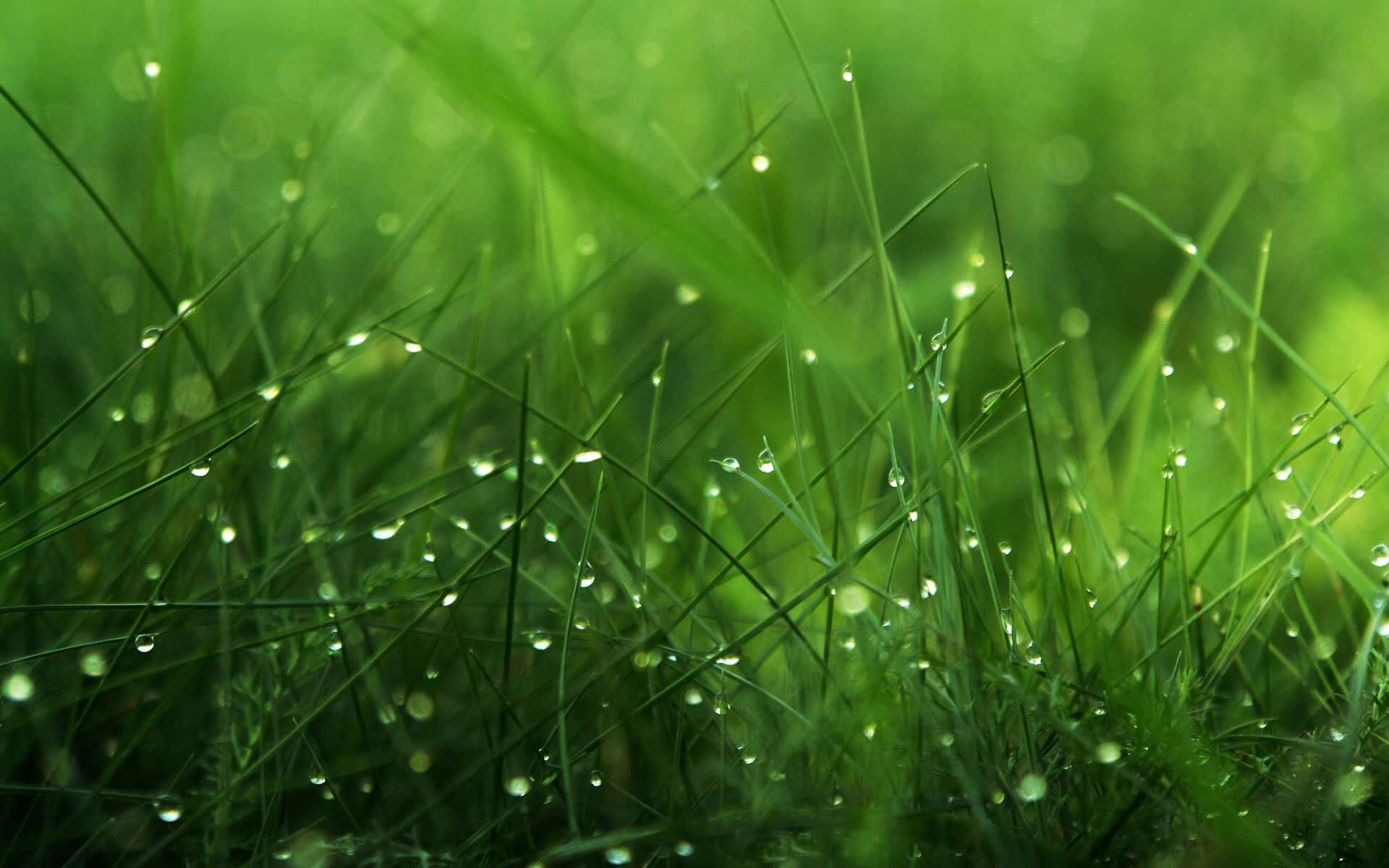 Spring Grass 桌布 壁紙 — 新鮮的綠色草葉在柔和晨光下閃爍著露珠，營造出寧靜的自然特寫。