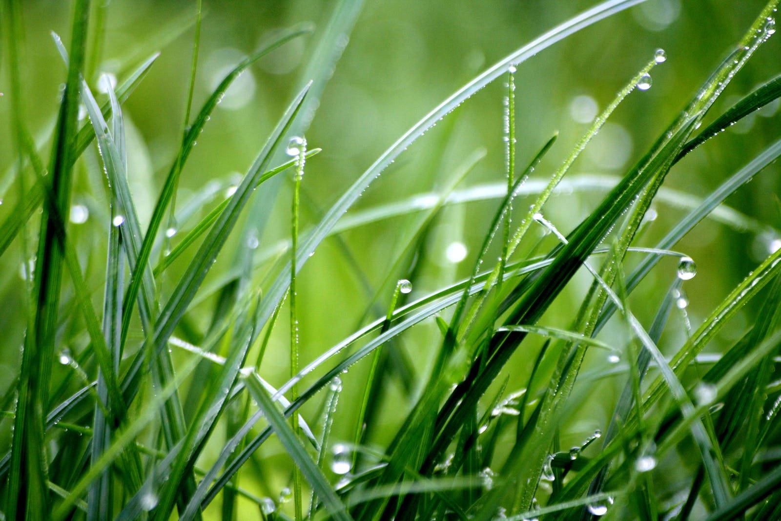Raining 桌布 壁紙 — 新鮮的綠色草葉在柔和晨光中閃爍著露珠，營造出寧靜的自然特寫。