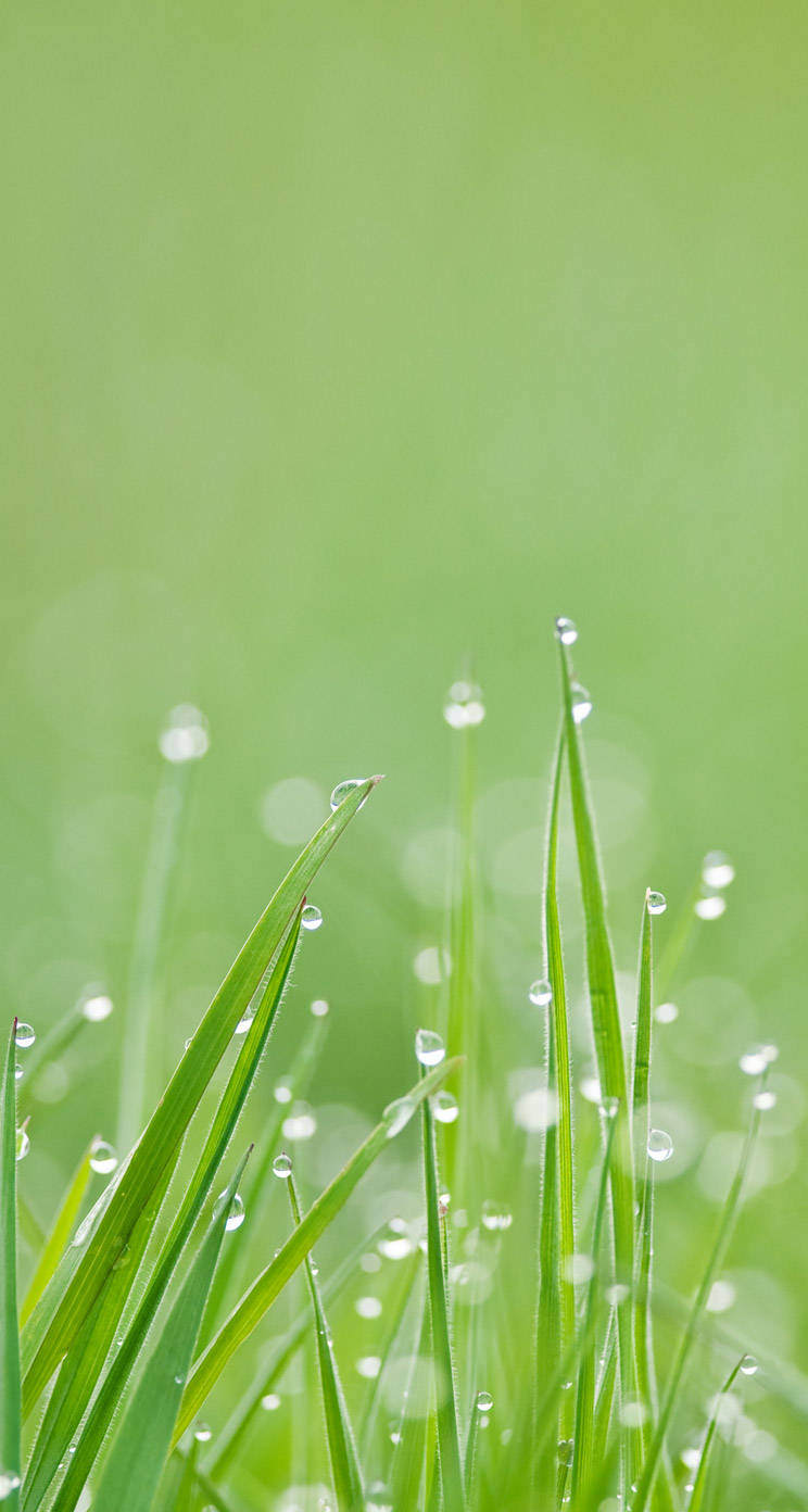 Grass 桌布 壁紙 — 新鮮的綠色草葉在柔和的模糊綠色背景上閃爍著露珠。