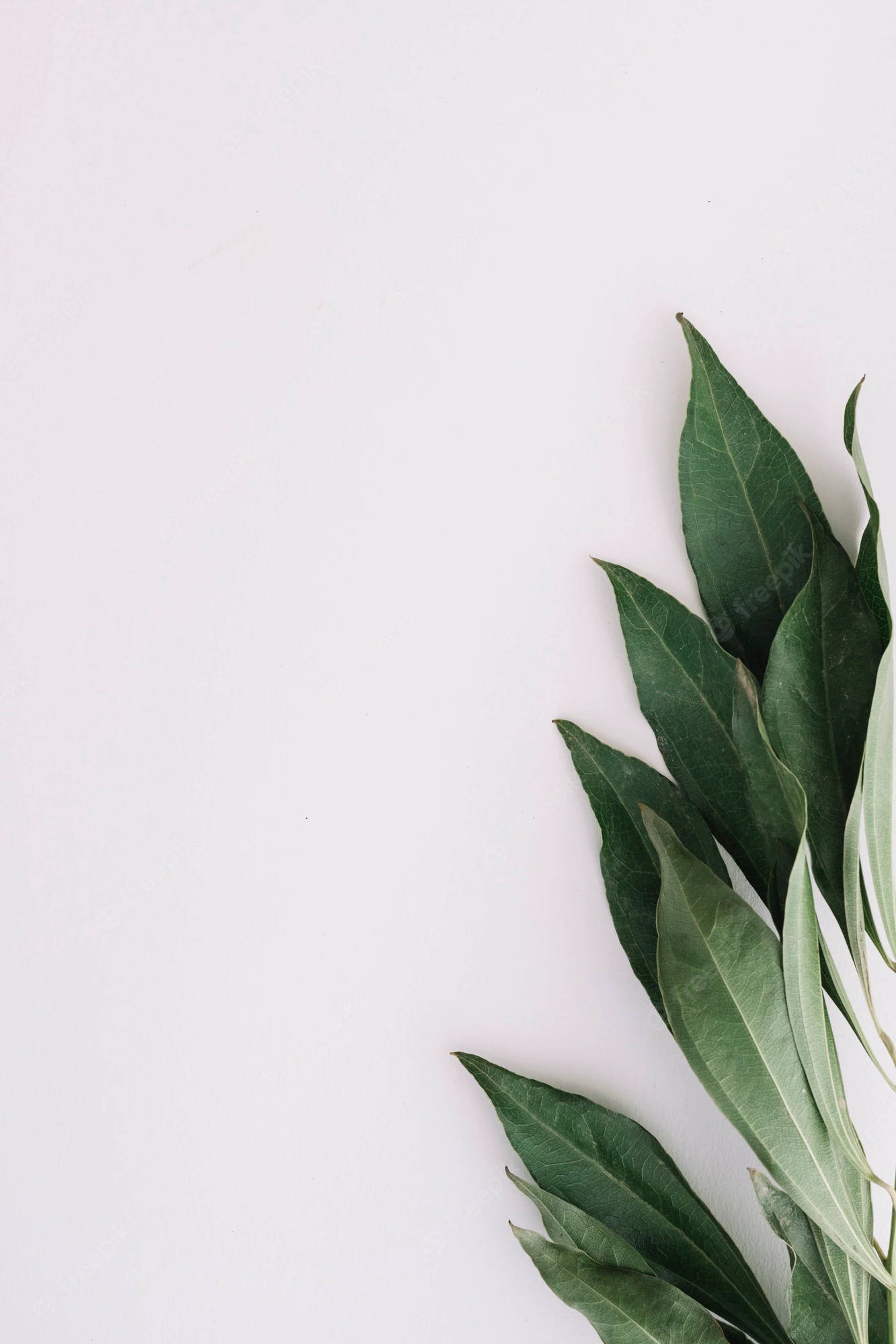 Plant Aesthetic 桌布 壁紙 — 新鮮的綠色葉子以對角線排列在潔淨的白色背景上，營造出極簡的自然優雅。