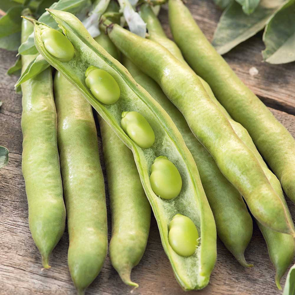 beans 桌布 壁紙 — 新鮮的綠色蠶豆莢，帶有飽滿的種子，放在風化的木質表面上。