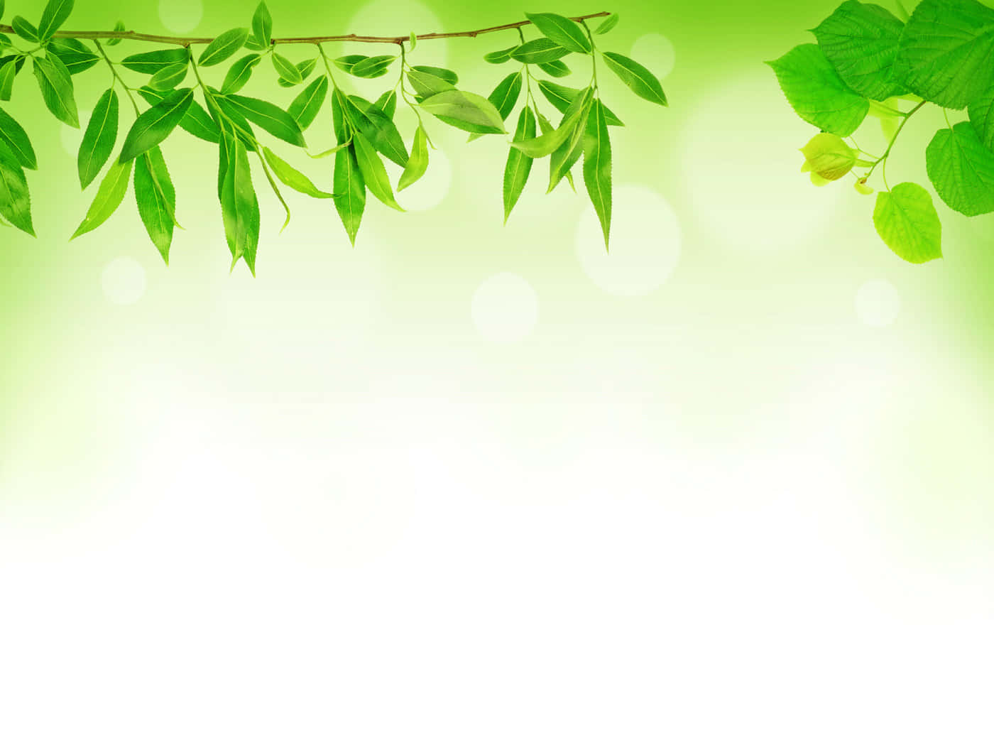 leafy 桌布 壁紙 — 新鮮的綠葉優雅地垂掛在帶有散景高光的柔和發光背景上。