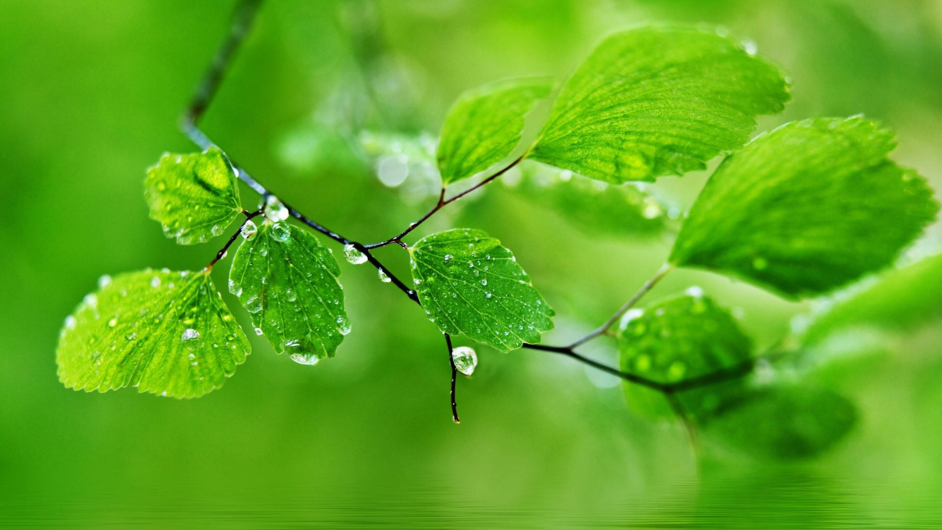 高清 桌布 壁紙 — 新鮮的綠葉在柔和模糊的森林背景下閃爍著露珠。