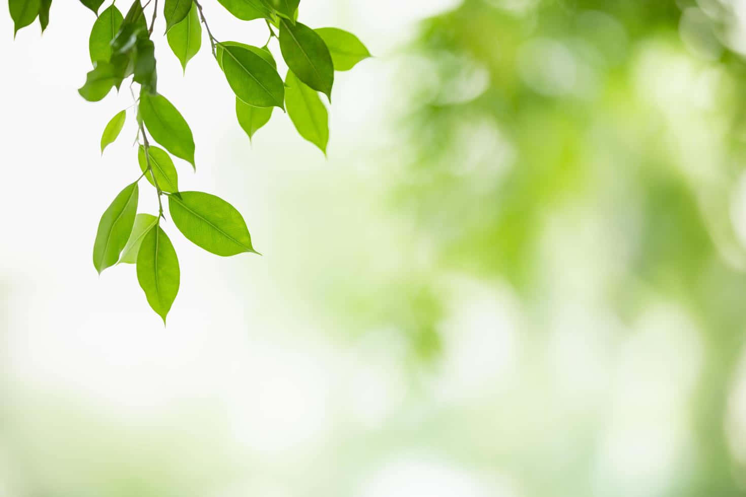 Greenery 桌布 壁紙 — 新鮮的綠葉在柔和模糊的自然光與樹葉背景中優雅地垂掛。