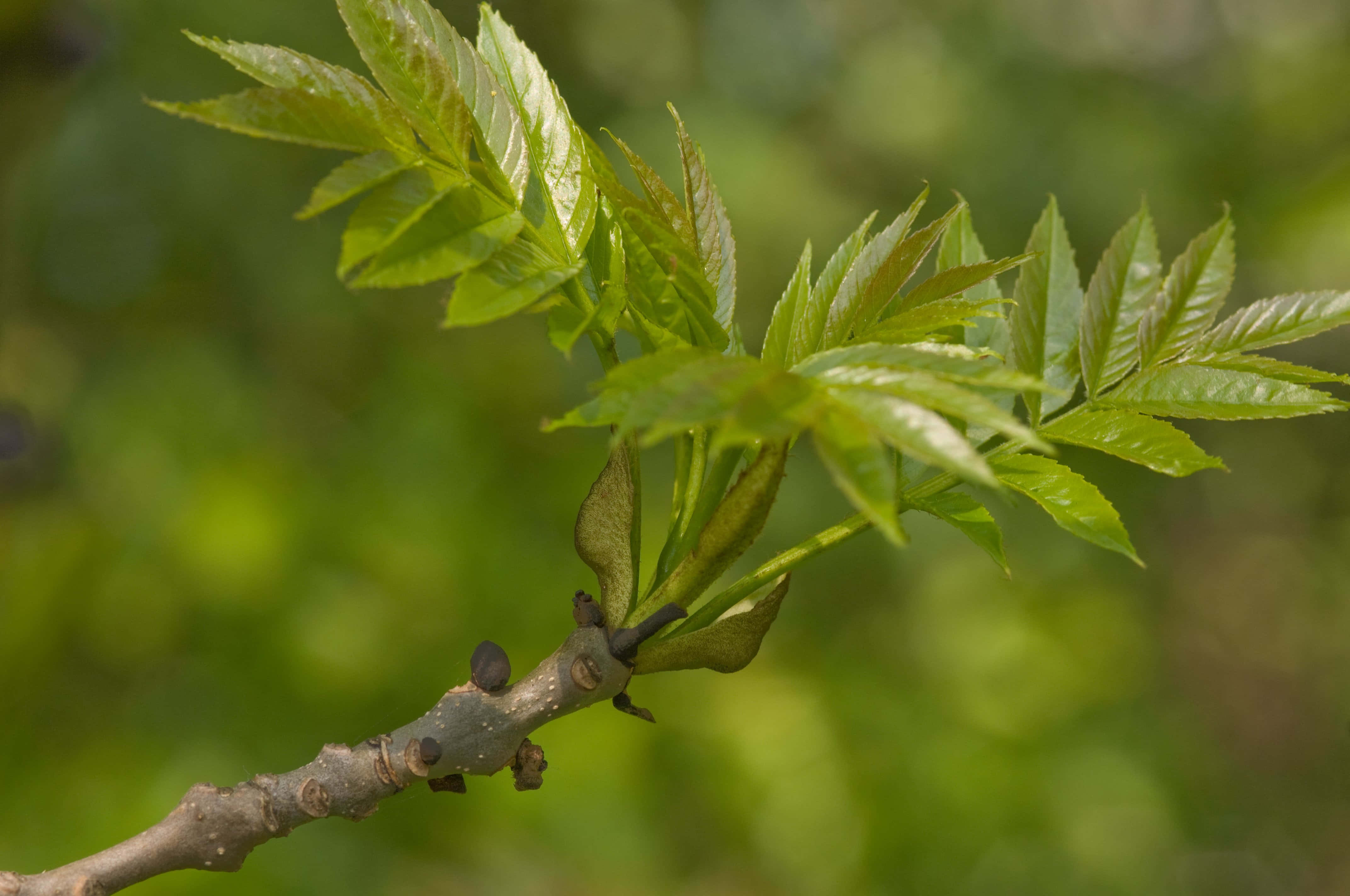 Leaves 桌布 壁紙 — 新鮮的綠葉在紋理分明的樹枝上展開，背景是柔和模糊的森林。