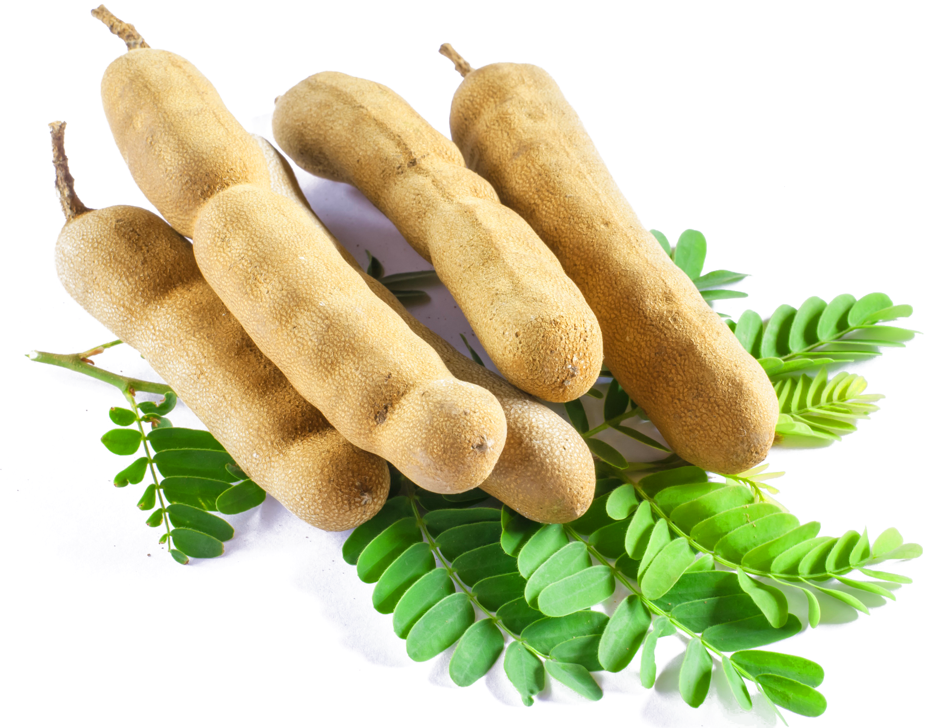 Tamarind 桌布 壁紙 — 新鮮的羅望子莢連同鮮綠色的葉子放在白色盤子上，背景為黑色。