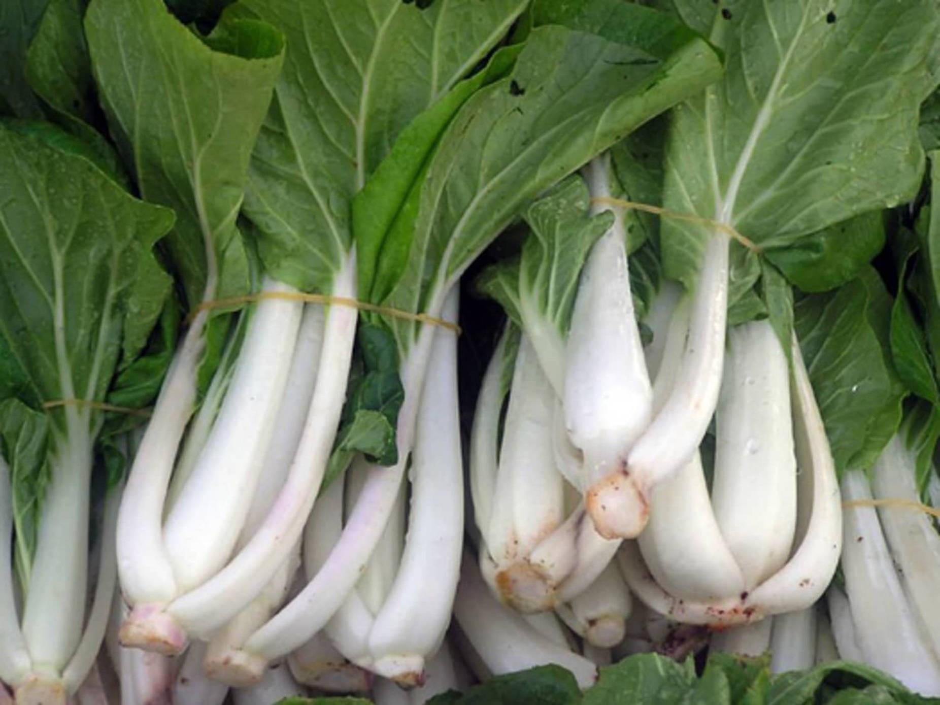 Vegetables 桌布 壁紙 — 新鮮的脆嫩白菜束，帶有鮮綠色的葉子，用麻繩捆綁。