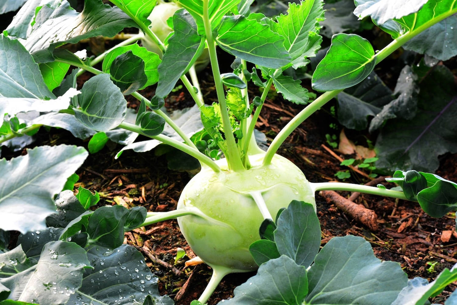 Healthy Food 桌布 壁紙 — 新鮮的苤藍在肥沃的土壤中生長，周圍環繞著寬闊的綠葉，露珠在自然光下閃閃發光。