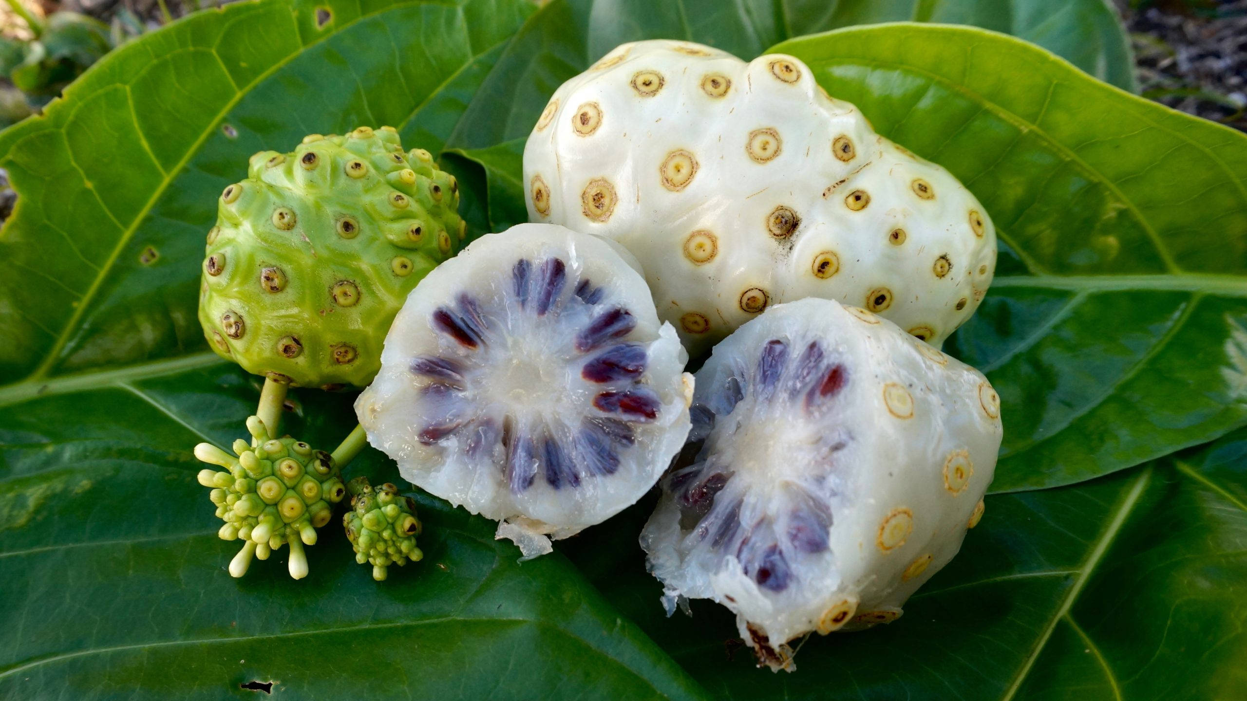 Fruits 桌布 壁紙 — 新鮮的諾麗果，綠色外皮，白色內部有紫色種子，放在大塊綠色葉子上。