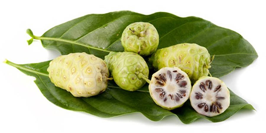Fruits 桌布 壁紙 — 新鮮的諾麗果在不同成熟階段，放在大塊綠色葉子上，背景是純白色。
