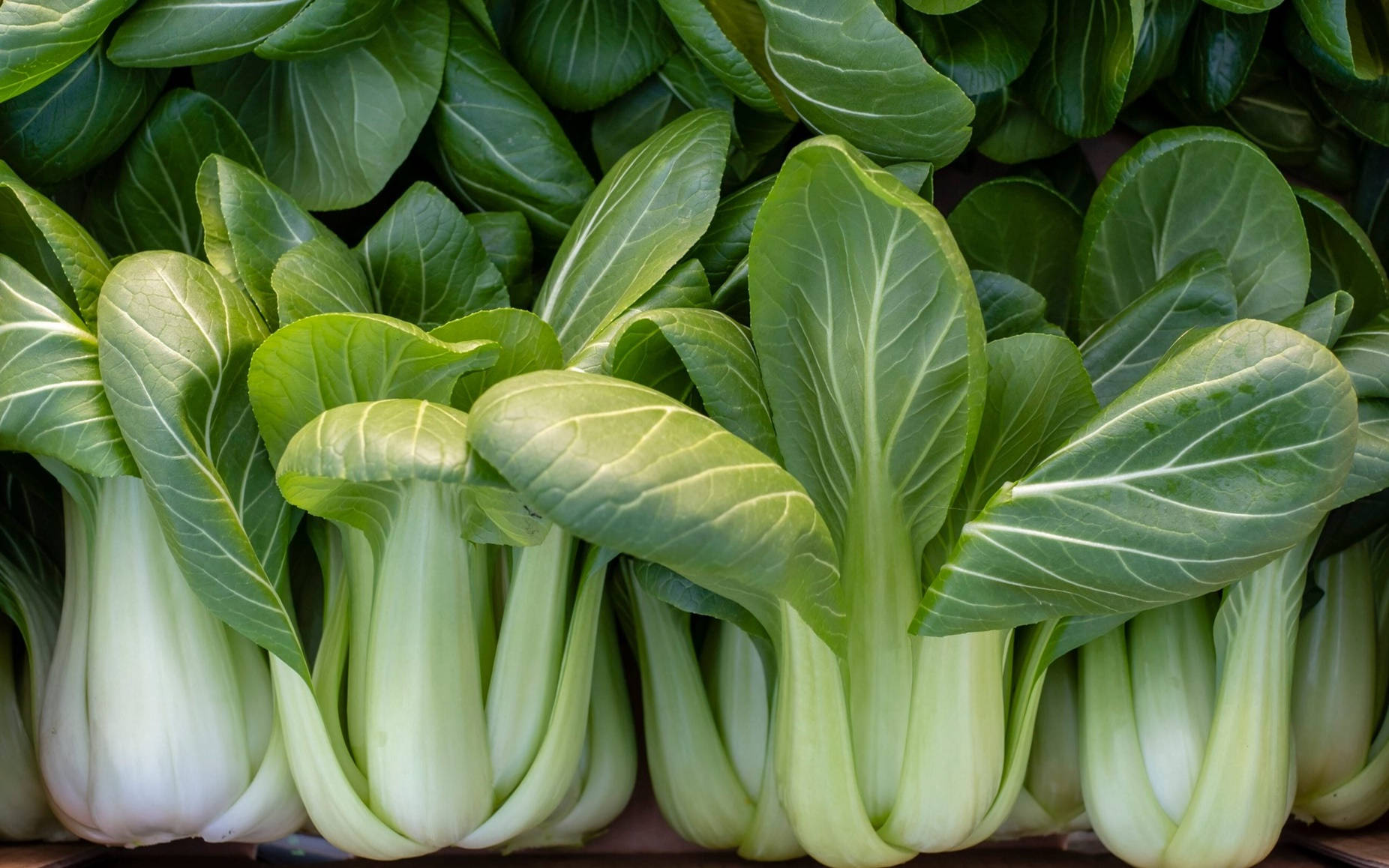 Vegetables 桌布 壁紙 — 新鮮的青江菜，翠綠的葉子和淡色的莖，排列成密集、清脆的一排。