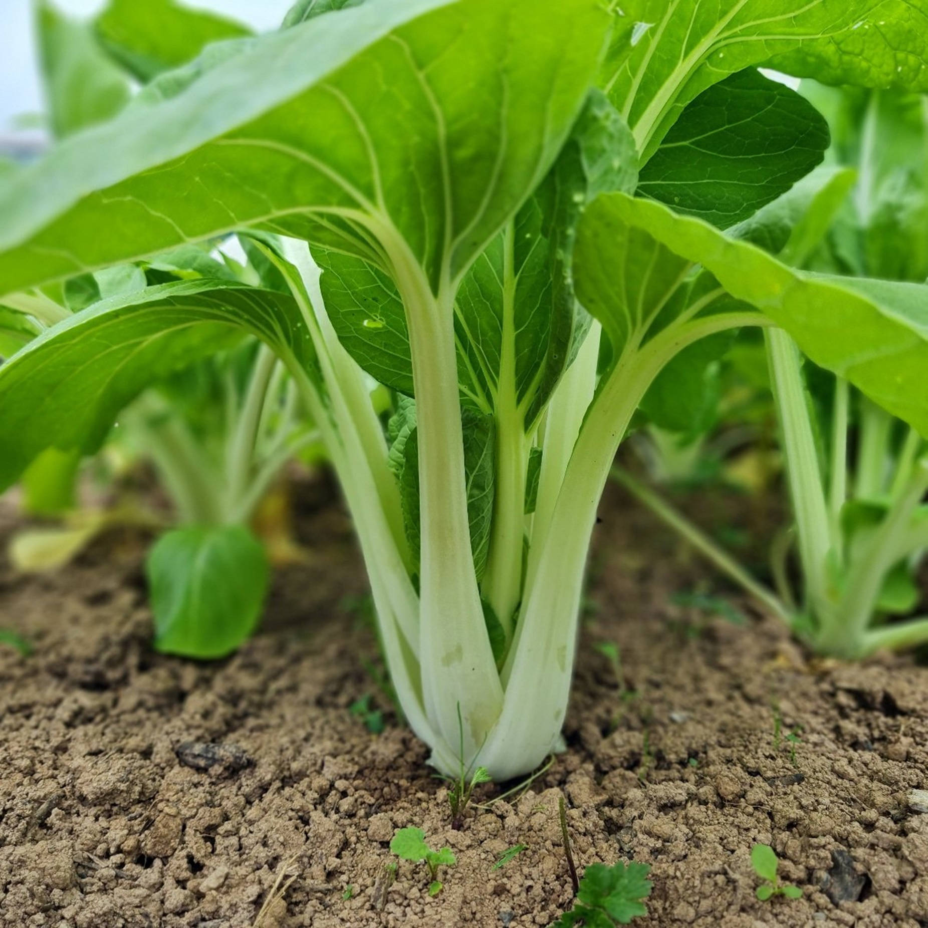 Vegetables 桌布 壁紙 — 新鮮的青江菜植物，擁有充滿活力的綠葉和脆嫩的白莖，生長在肥沃的棕色土壤中。