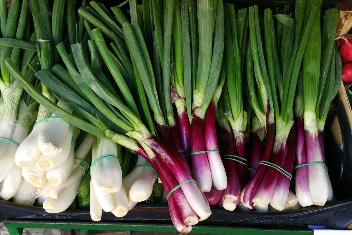 Vegetables 桌布 壁紙 — 新鮮的青蔥束，帶有紫色莖和白色蔥頭，整齊地擺放在市場攤位上。