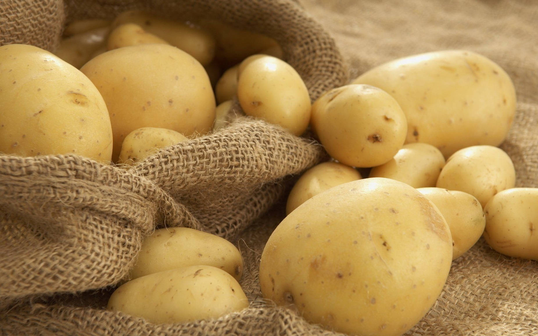 Potato 桌布 壁紙 — 新鮮的黃色馬鈴薯從粗糙的麻布袋中溢出，在溫暖的自然光下。