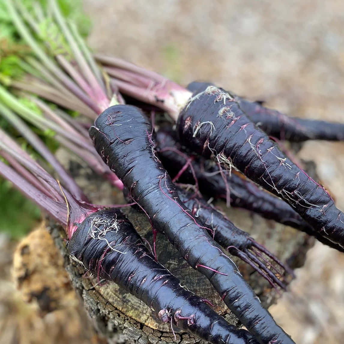 Purple Carrots 桌布 壁紙 — 新鮮的黑胡蘿蔔帶有紫色莖部，放在風化的樹樁上，呈現大地色調。