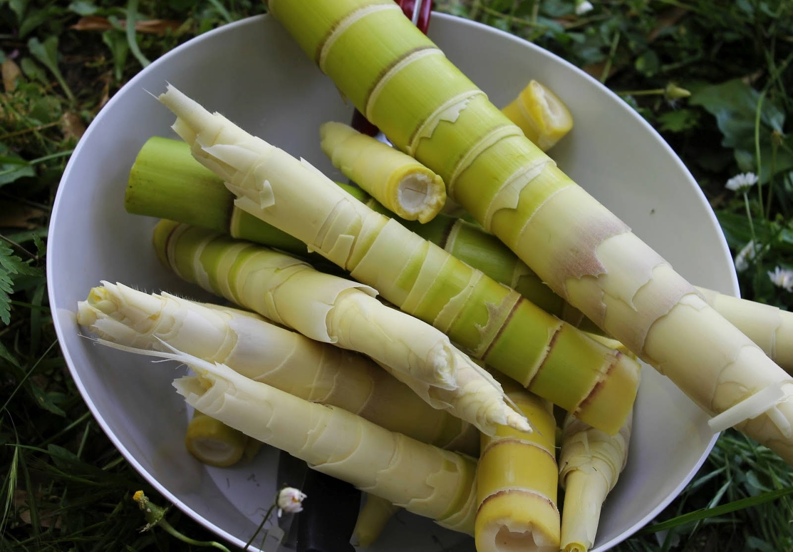 Healthy Food 桌布 壁紙 — 新鮮竹筍堆放在白色碗中，置於綠色草地和野花床上。