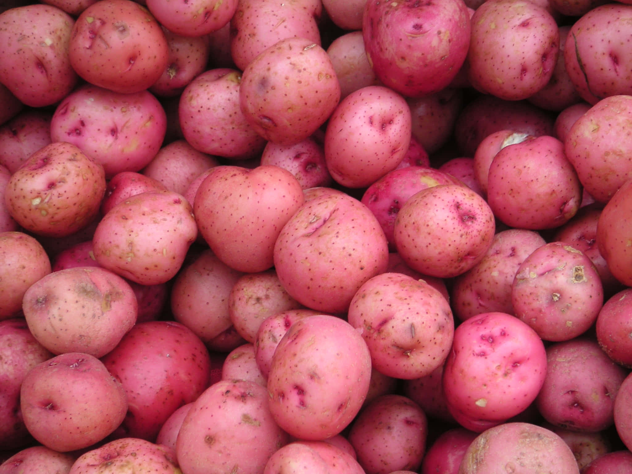 Red Potatoes 桌布 壁紙 — 新鮮粉紅皮馬鈴薯的特寫，帶有斑點和自然瑕疵堆疊在一起。
