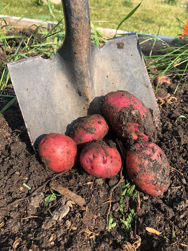Red Potatoes 桌布 壁紙 — 新鮮紅薯皮上仍沾有泥土，放在花園苗床中生鏽的鏟子旁邊。