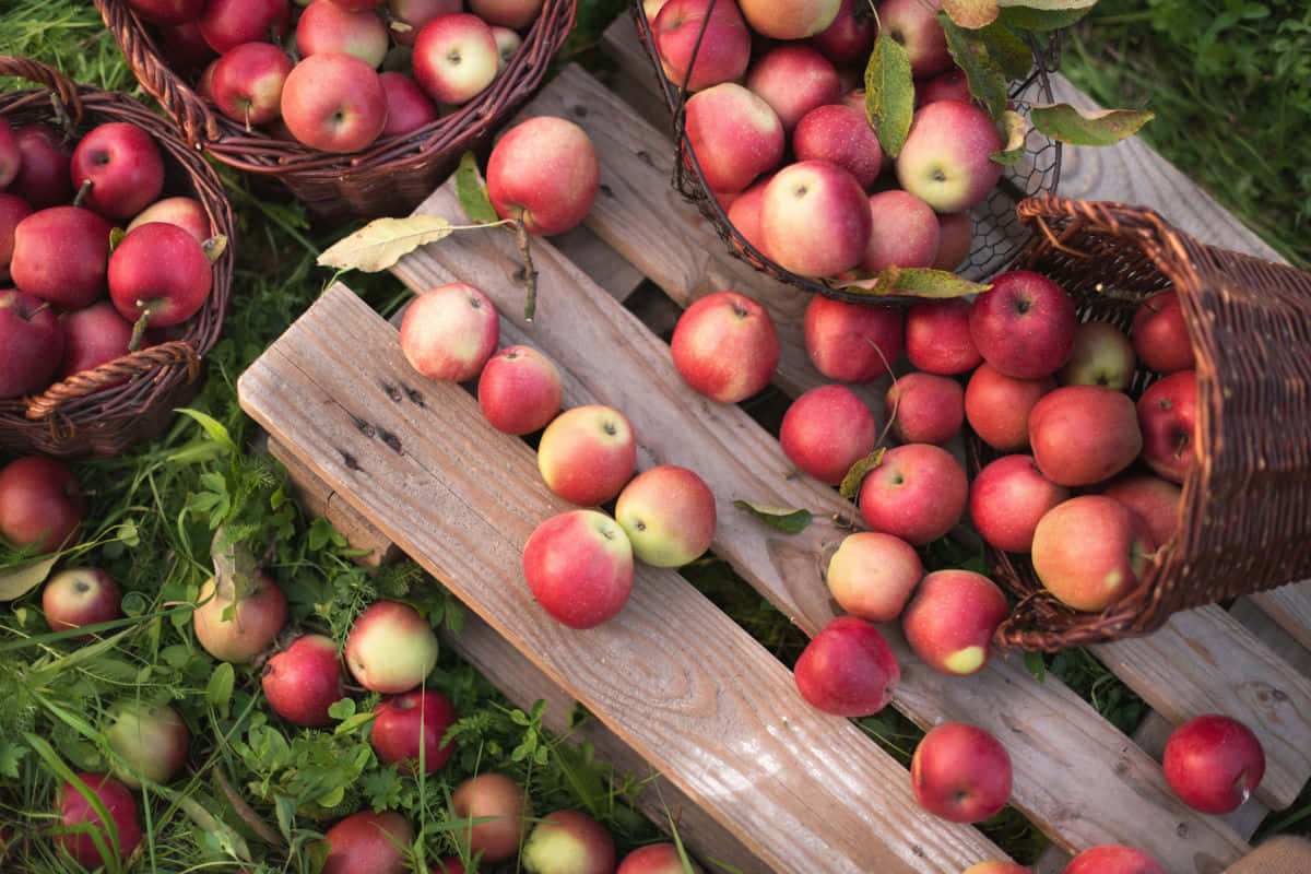 Fall Apples 桌布 壁紙 — 新鮮紅蘋果從柳條籃中溢出，落在綠色草地上一個風化的木托盤上。