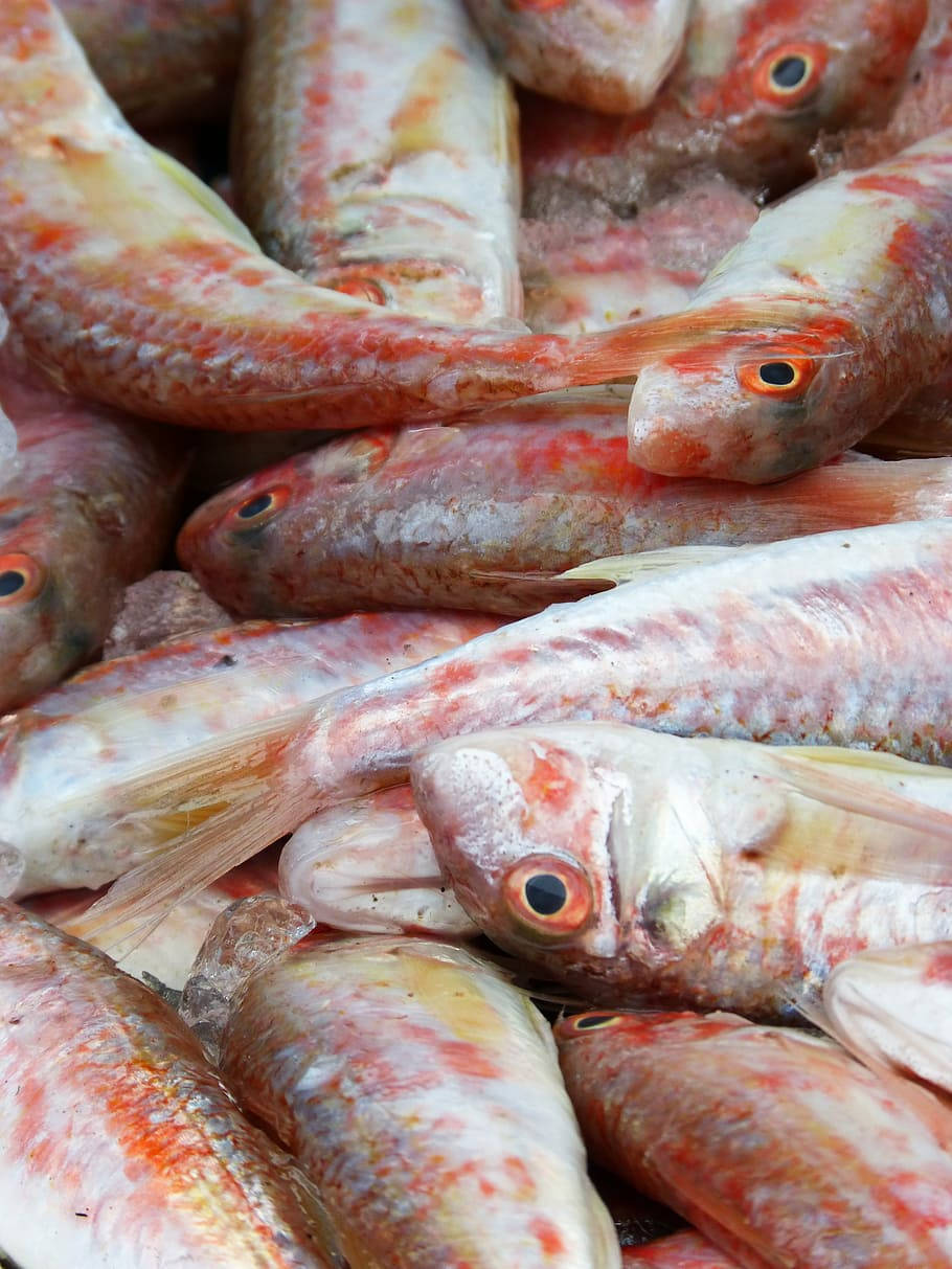 Mullet 桌布 壁紙 — 新鮮紅鯛魚堆疊在一起的近距離特寫，魚鱗閃閃發光，眼睛烏黑。