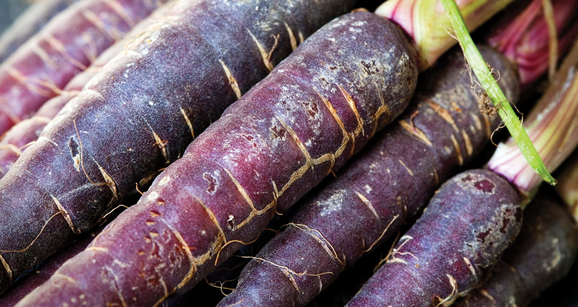 Purple Carrots 桌布 壁紙 — 新鮮紫色胡蘿蔔的特寫，帶有綠色莖部，顯示出紋理表皮和泥土細節。