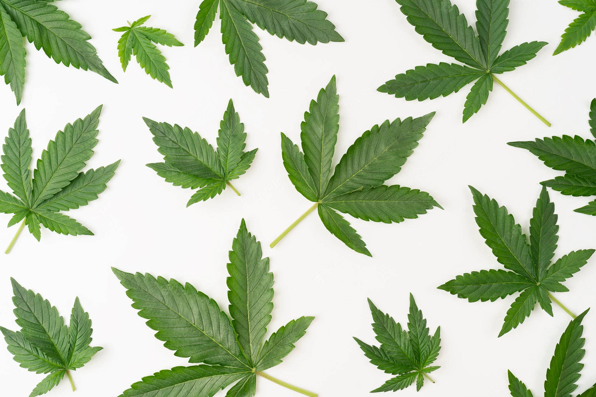 酷炫大麻 桌布 壁紙 — 新鮮綠色大麻葉散落在乾淨的白色背景上，形成平鋪構圖。