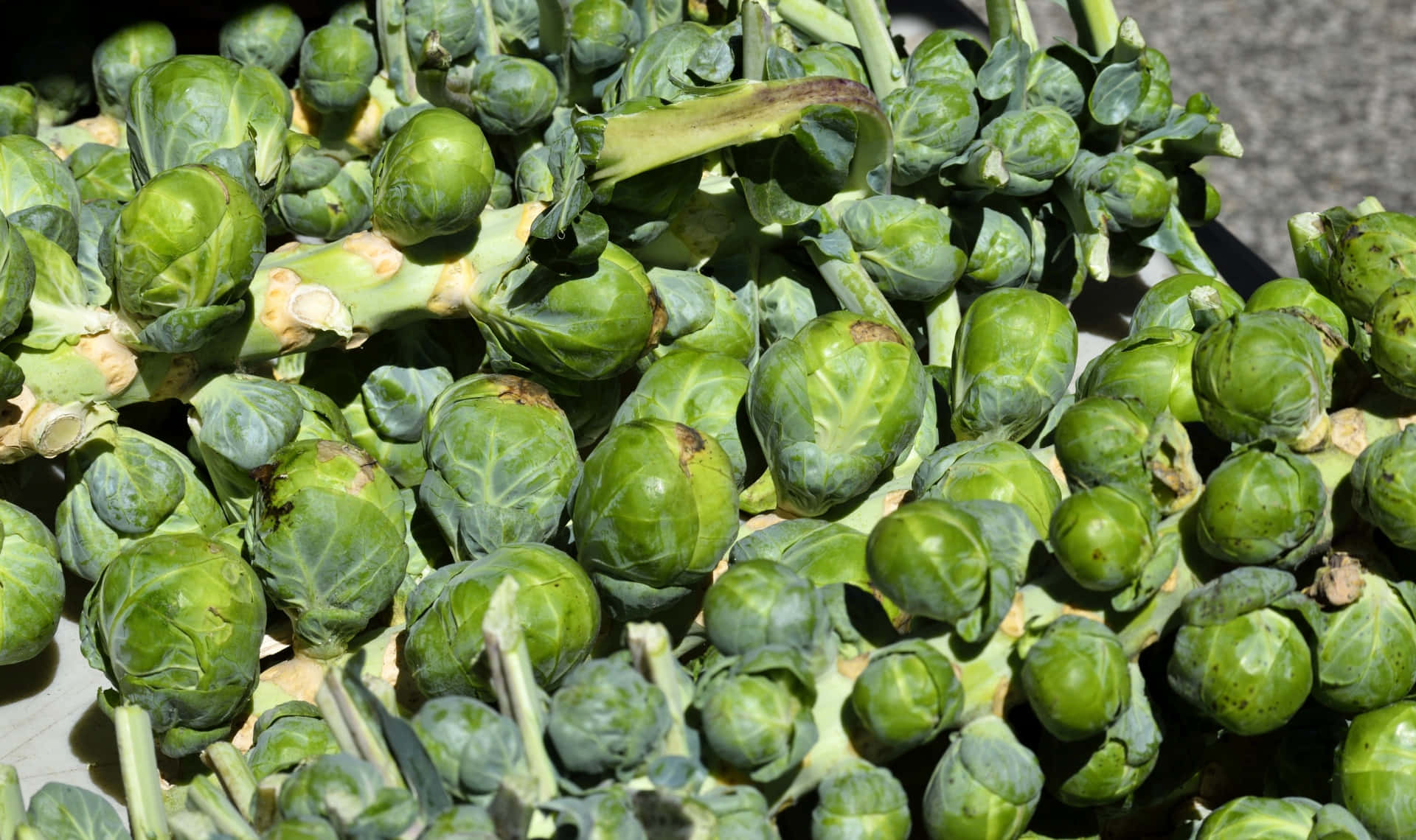 Brussel Sprout 桌布 壁紙 — 新鮮綠色球芽甘藍的特寫，堆疊在一起，莖部清晰可見，在明亮陽光下帶有自然瑕疵。