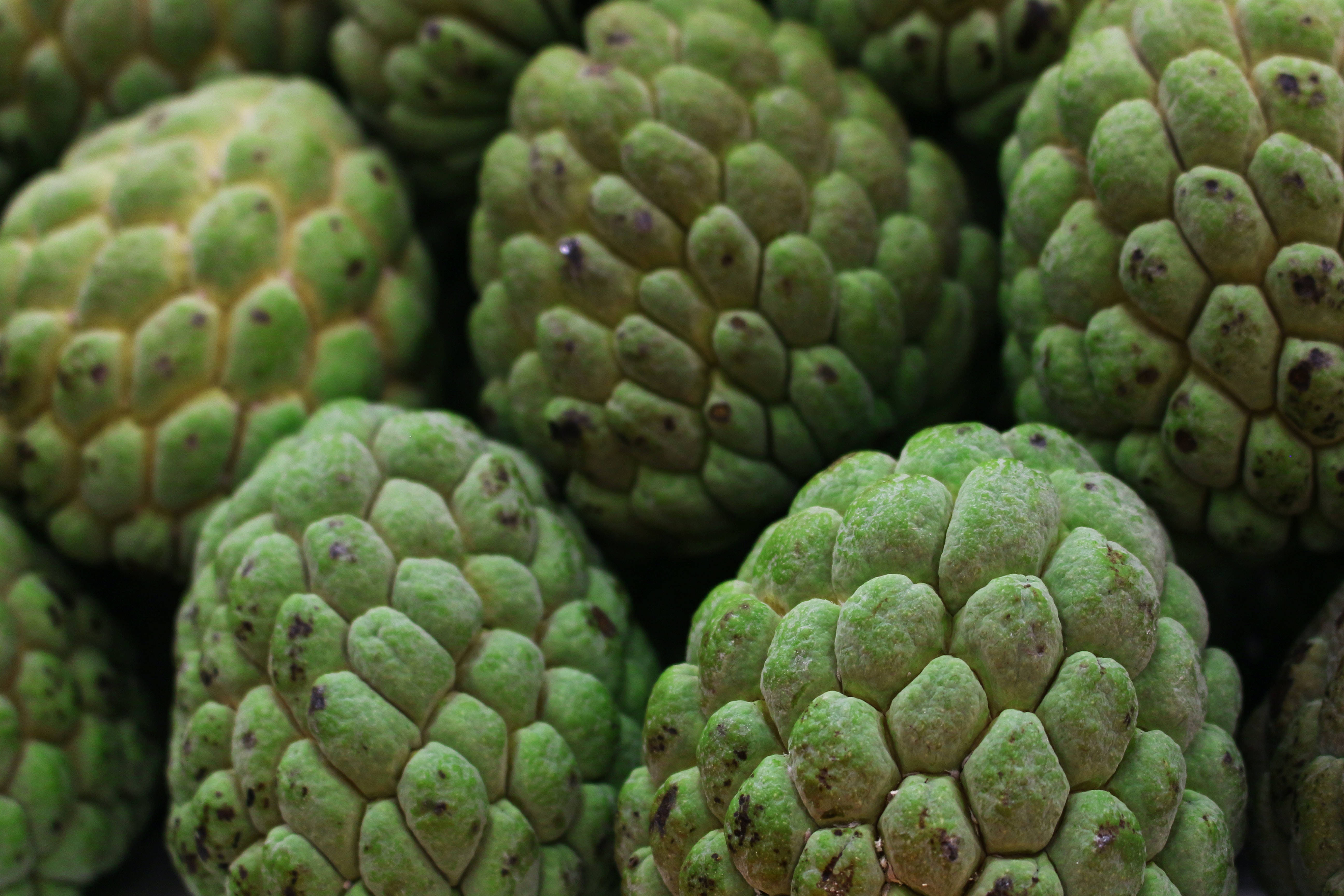 Fruit 桌布 壁紙 — 新鮮綠色釋迦的特寫，表面有紋理凹凸不平的果皮和深色斑點。